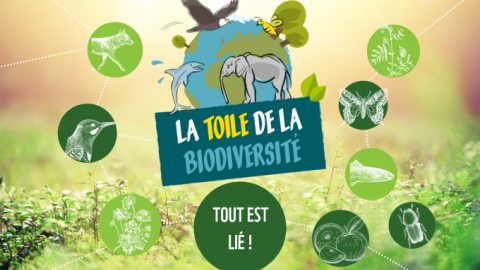 La toile de la biodiversité