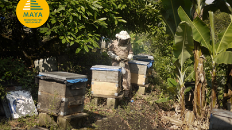 Des abeilles et des hommes